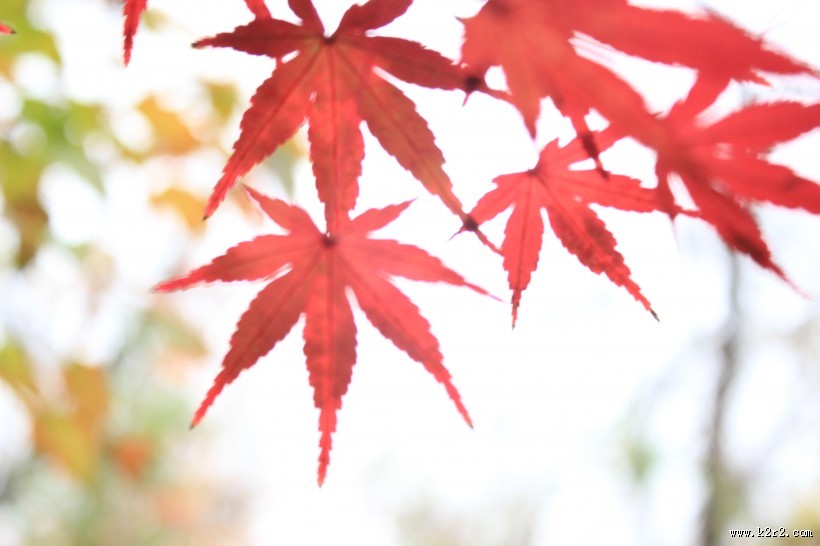 秋日的红叶图片大全