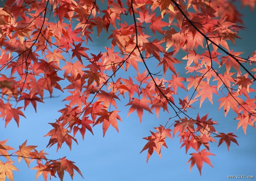 秋日的红叶图片大全