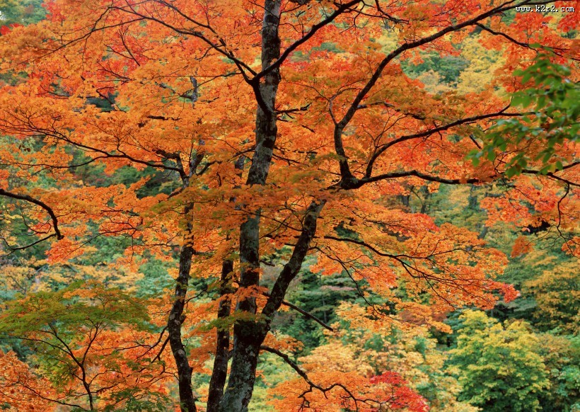 美美的枫叶图片