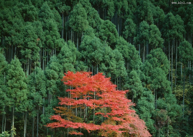 美美的枫叶图片
