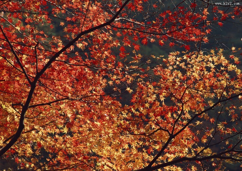 美美的枫叶图片