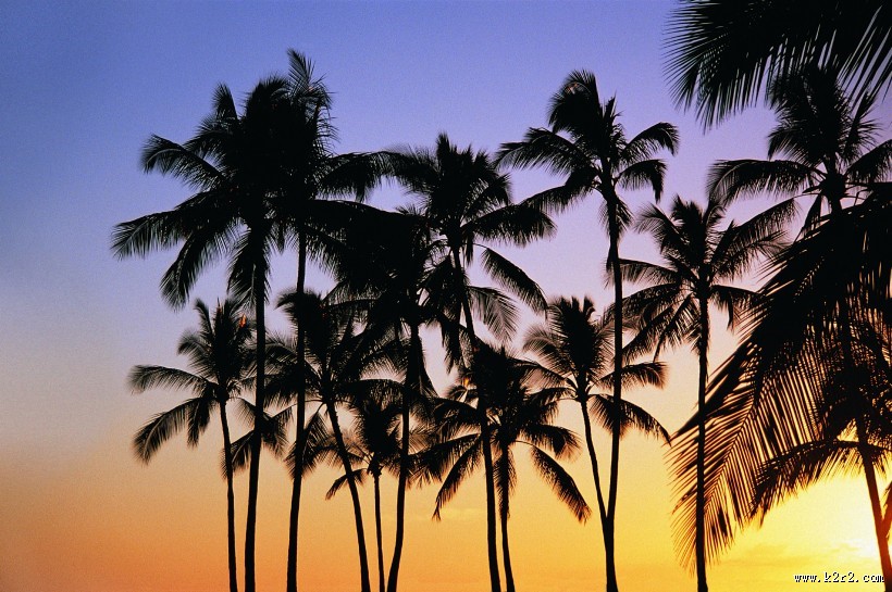 热带椰树绝美风景图片