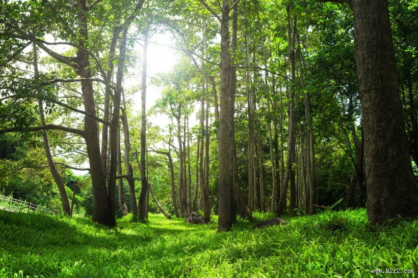 林中阳光景色图片