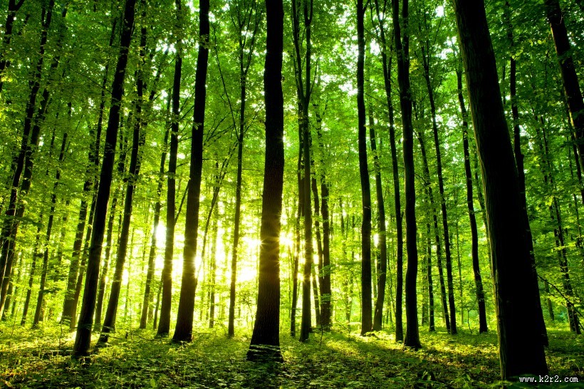 林中阳光景色图片