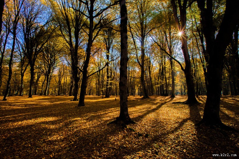 林中阳光景色图片