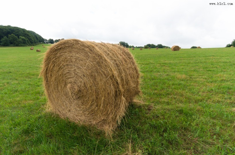 丰收的麦田图片