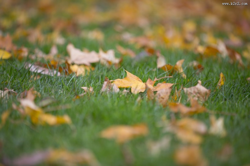 秋天落叶风景图片