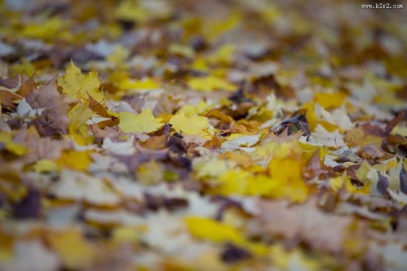 秋天落叶风景图片