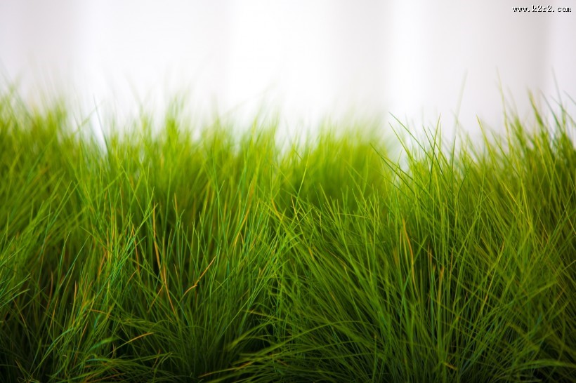 夏日草地风景图片