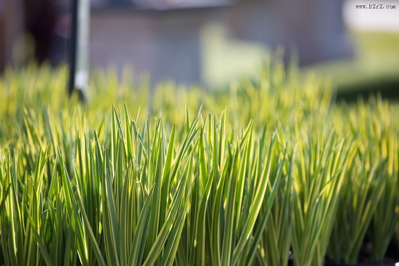 夏日草地风景图片