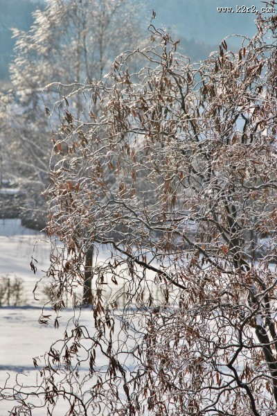 雪中的枝桠图片大全
