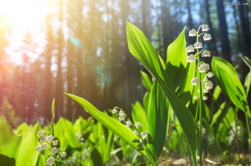 树林景色图片大全
