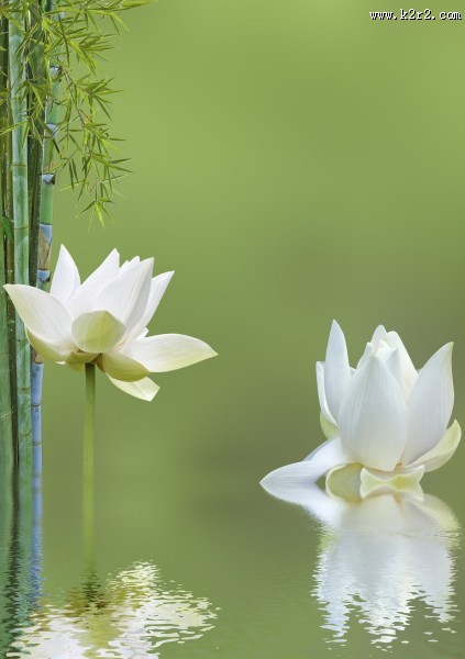 鹅卵石竹子景色图片大全