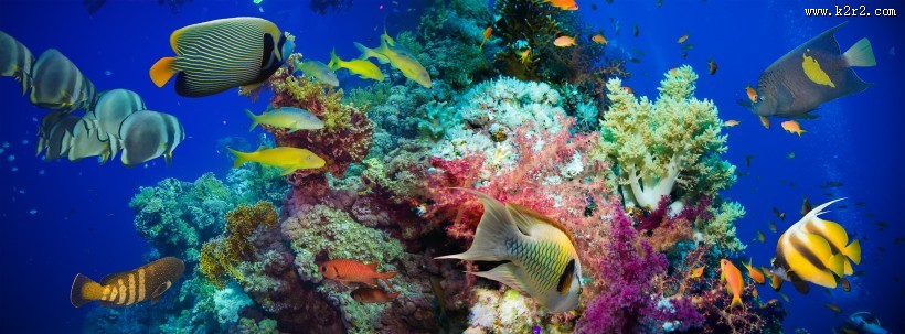 海底风景图片