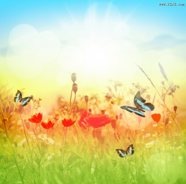 唯美花朵与蝴蝶图片