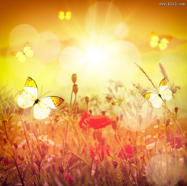 唯美花朵与蝴蝶图片