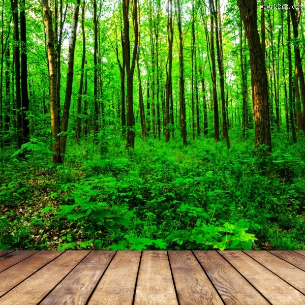 树林木板小道景色图片