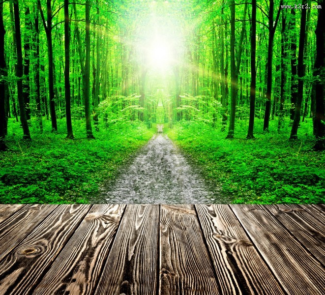 树林木板小道景色图片