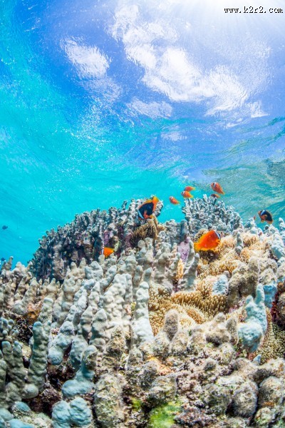 海底珊瑚鱼群图片