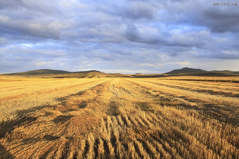 金色的麦田图片大全