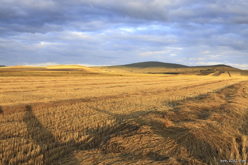 金色的麦田图片大全