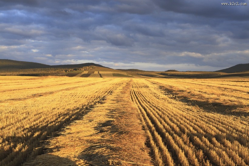 金色的麦田图片大全