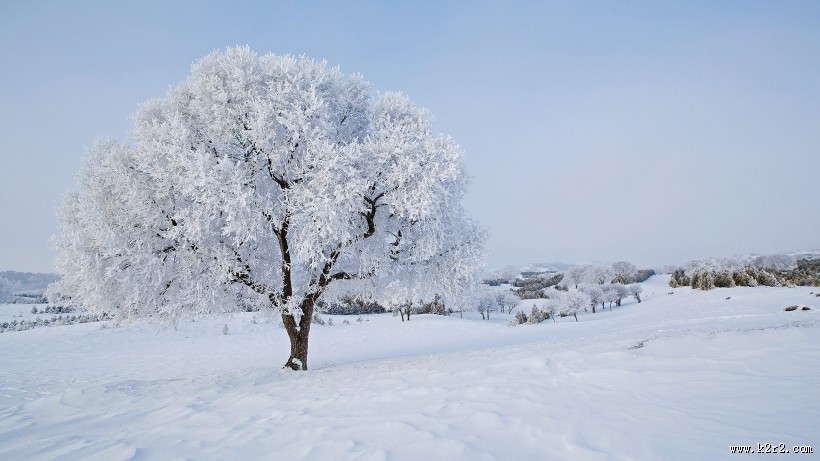 坝上草原冬景雾凇图片