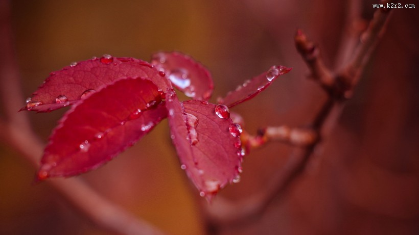 唯美红叶风景图片
