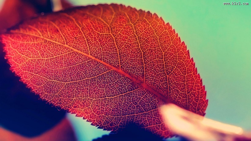 唯美红叶风景图片