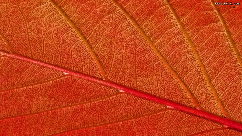 唯美红叶风景图片