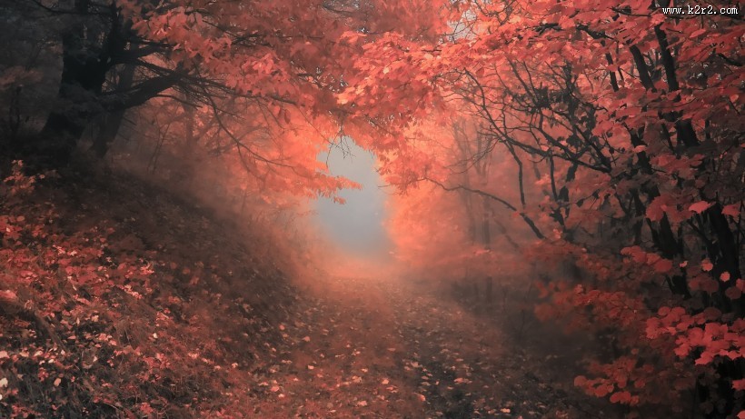唯美红叶风景图片