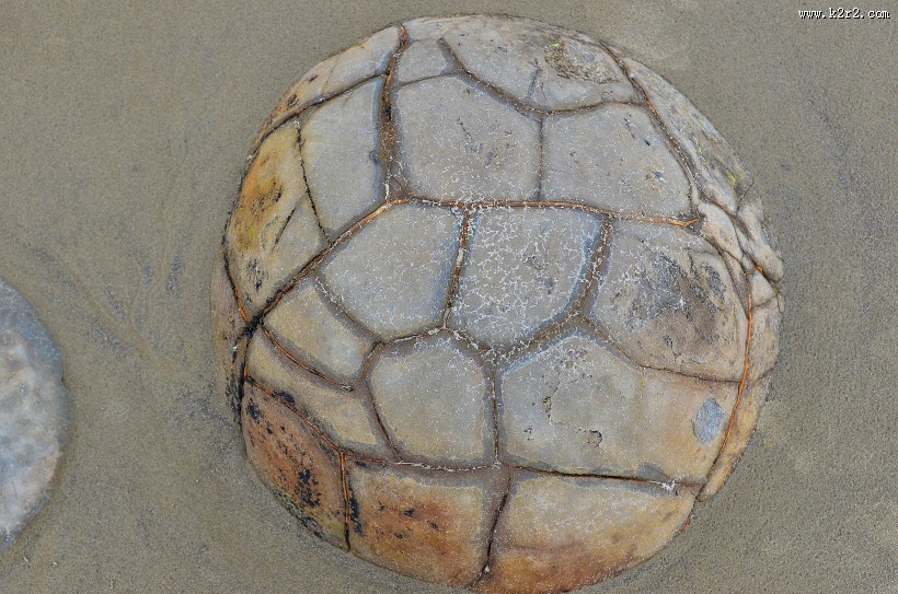 新西兰摩拉基大圆石图片