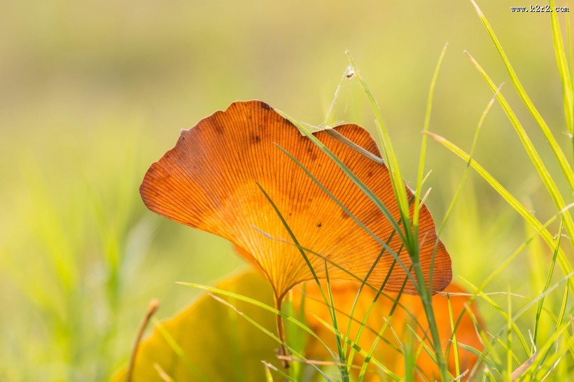 一叶知秋图片