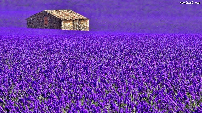 紫色薰衣草风景图片