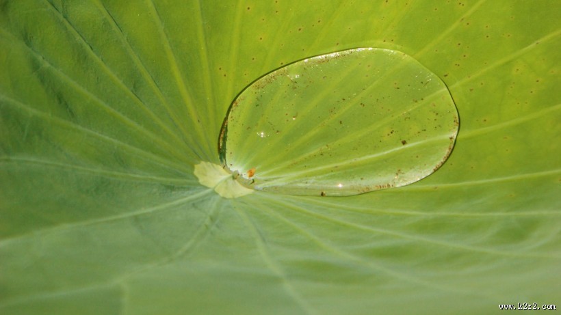 植物上的露珠图片