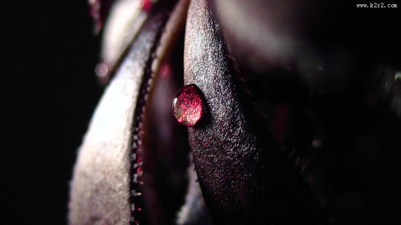 植物上的露珠图片