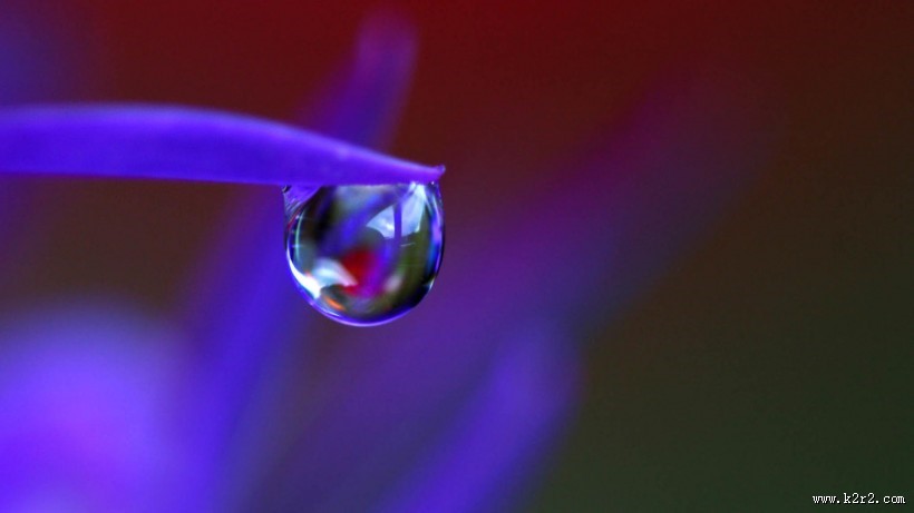 植物上的露珠图片