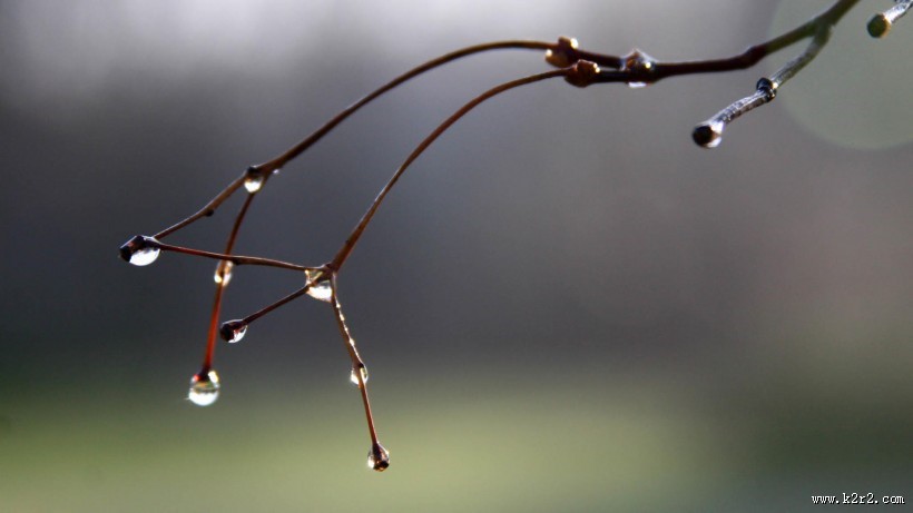 植物上的露珠图片