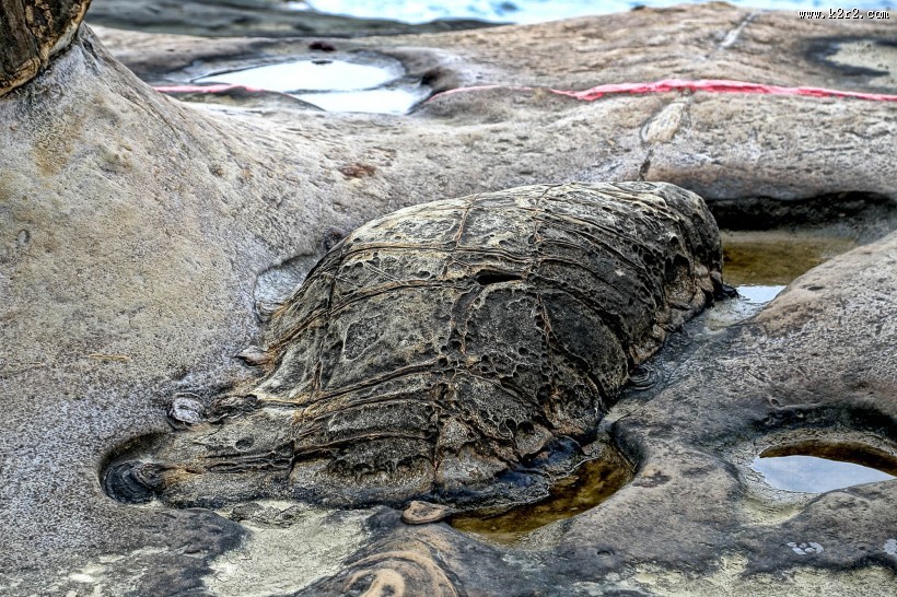 海滩上的怪石图片