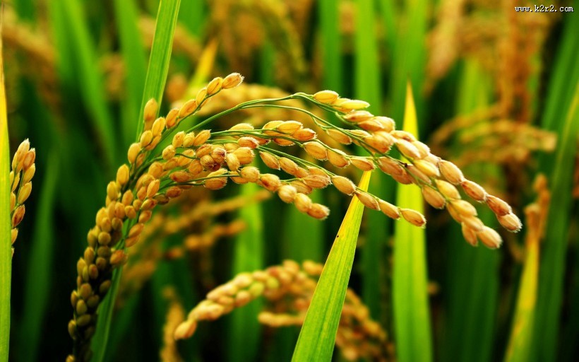 秋天稻谷丰收季节图片