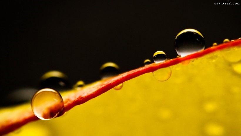 清新植物上露珠图片大全