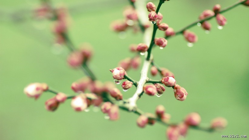 清新植物上露珠图片大全