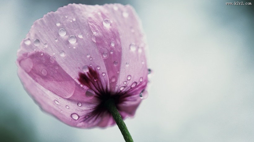 清新植物上露珠图片大全
