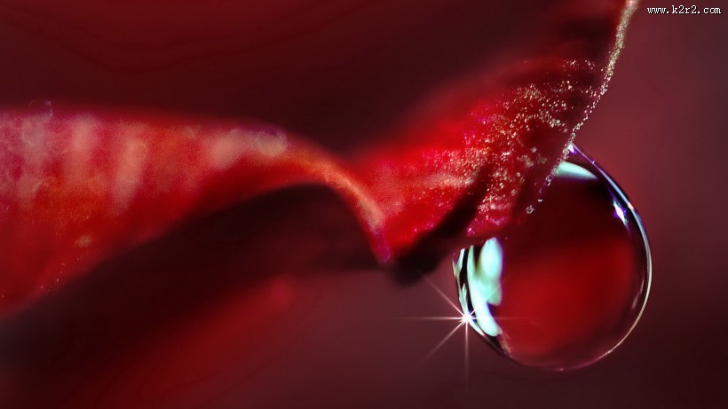 清新植物上露珠图片大全