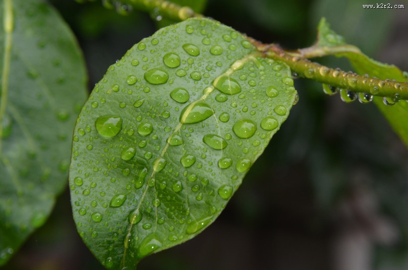 唯美清新的水珠图片