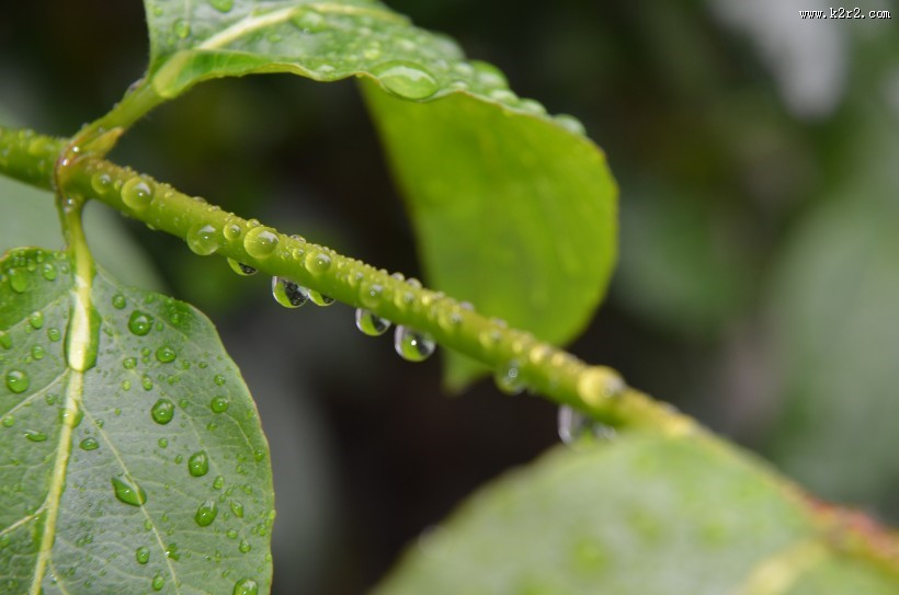 唯美清新的水珠图片