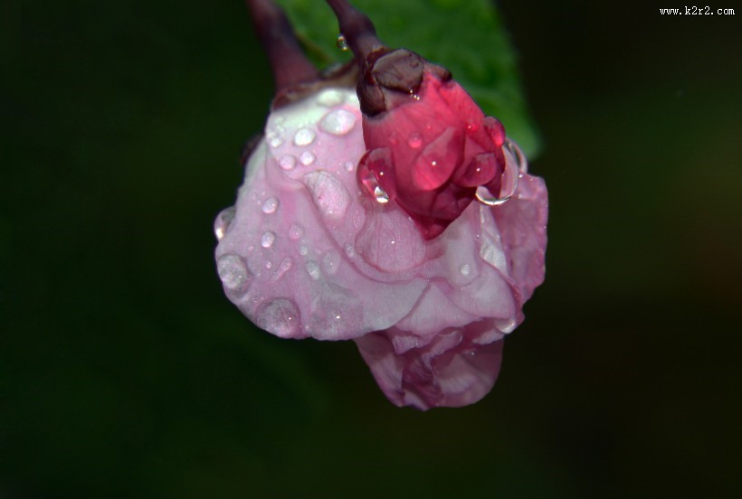 唯美清新的水珠图片