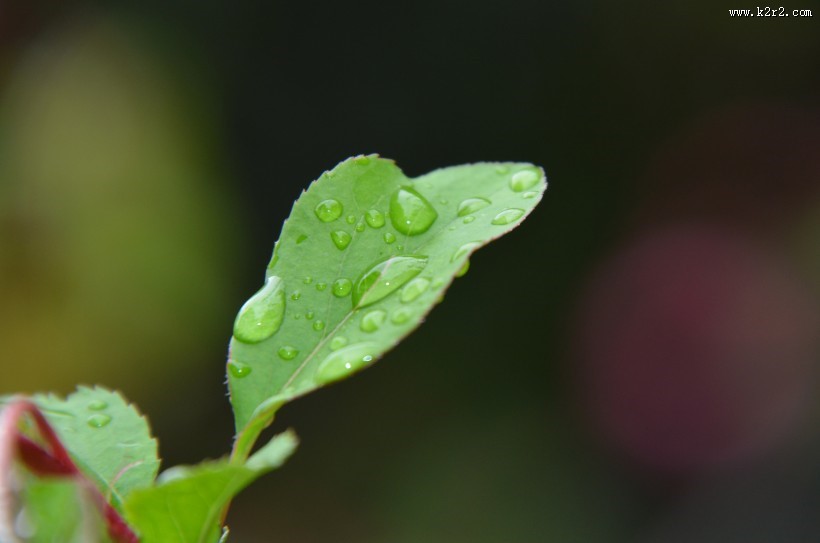 唯美清新的水珠图片