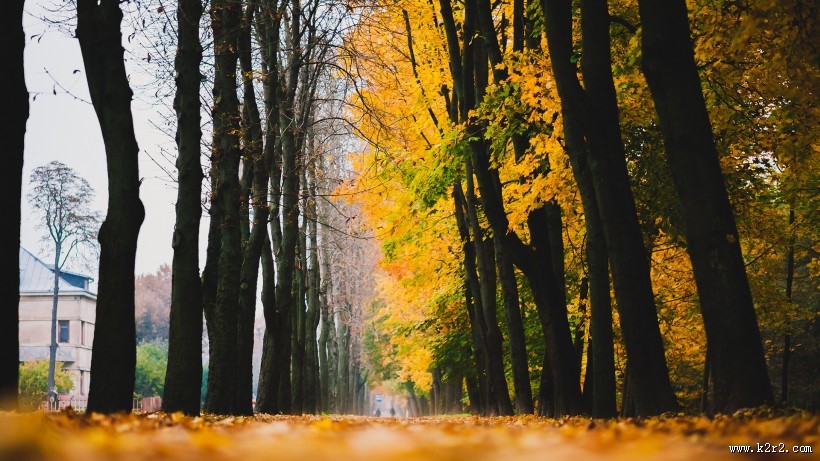 森林自然景色图片