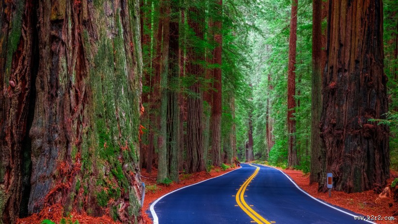 森林自然景色图片